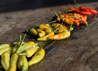 Recenzja jesiennych festiwali smaków